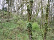 4.1.06 Dogwood & Alder Trail in Forest Park 020 
